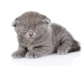 British shorthair kitten sleeping. isolated on white background Royalty Free Stock Photo