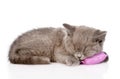 British shorthair kitten sleeping on pillow. isolated on white Royalty Free Stock Photo