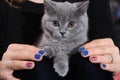 British Shorthair kitten and Union Jack flag Royalty Free Stock Photo