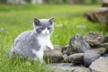 British kitten on a walk in the garden on the rocks. Color blue bicolor