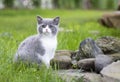 British kitten on a walk in the garden, sitting on the rocks. Color blue bicolor