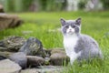 British Shorthair kitten on a walk in the garden, sitting on the rocks and looking at the camera. Color blue bicolor