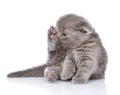 British shorthair kitten washing itself. on white Royalty Free Stock Photo