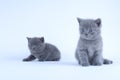 British Shorthair kitten, white  background Royalty Free Stock Photo