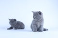 British Shorthair kitten, white  background Royalty Free Stock Photo