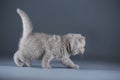 British Shorthair kitten, white background Royalty Free Stock Photo