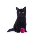 British Shorthair kitten on white Royalty Free Stock Photo