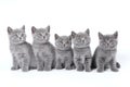 British Shorthair kittens Royalty Free Stock Photo