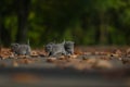 British Shorthair kittens among autumn leaves Royalty Free Stock Photo