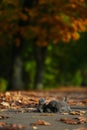 British Shorthair kittens among autumn leaves Royalty Free Stock Photo