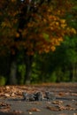 British Shorthair kittens among autumn leaves Royalty Free Stock Photo