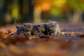 British Shorthair kittens among autumn leaves Royalty Free Stock Photo