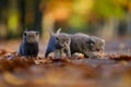 British Shorthair kittens among autumn leaves Royalty Free Stock Photo