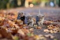 British Shorthair kittens among autumn leaves Royalty Free Stock Photo