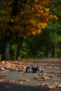 British Shorthair kittens among autumn leaves Royalty Free Stock Photo