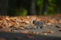 British Shorthair kittens among autumn leaves Royalty Free Stock Photo