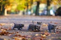 British Shorthair kittens among autumn leaves Royalty Free Stock Photo