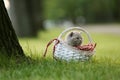 British Shorthair kittens in a basket, green grass Royalty Free Stock Photo