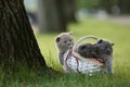 British Shorthair kittens in a basket, green grass Royalty Free Stock Photo