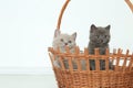 British Shorthair kittens in basket, isolated portrait Royalty Free Stock Photo