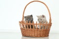 British Shorthair kittens in basket, isolated portrait Royalty Free Stock Photo