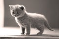 Adorable kitten, isolated portrait, backlight Royalty Free Stock Photo