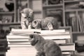 British Shorthair kittens and books Royalty Free Stock Photo