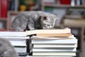 British Shorthair kittens and books Royalty Free Stock Photo