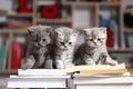 British Shorthair kittens and books Royalty Free Stock Photo