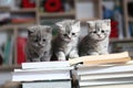British Shorthair kittens and books Royalty Free Stock Photo