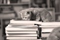 British Shorthair kittens and books Royalty Free Stock Photo