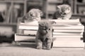 British Shorthair kittens and books Royalty Free Stock Photo