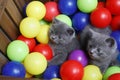 British Shorthair kittens among coloured balls