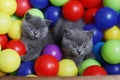 British Shorthair kittens among coloured balls