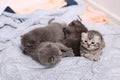 British Shorthair kittens Royalty Free Stock Photo
