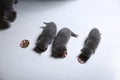 Kittens eating pet food from the floor