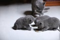 Kittens eating pet food from the floor
