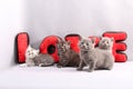 British Shorthair kittens full portrait Royalty Free Stock Photo