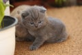 British Shorthair kittens in the garden, balcony Royalty Free Stock Photo