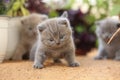 British Shorthair kittens in the garden, balcony Royalty Free Stock Photo