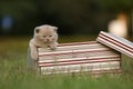 British Shorthair kittens in a gift box in the grass, portrait Royalty Free Stock Photo