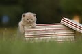 British Shorthair kittens in a gift box in the grass, portrait Royalty Free Stock Photo