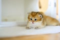 British Shorthair kittens The golden color sat on the white cloth on the wooden floor in the room. Little kitten is sitting Royalty Free Stock Photo