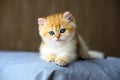 British Shorthair kittens Golden lay down on a mattress with dark gray cloth. In a comfortable and relaxed position at home Royalty Free Stock Photo