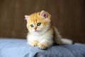 British Shorthair kittens Golden lay down on a mattress with dark gray cloth. In a comfortable and relaxed position at home. Royalty Free Stock Photo