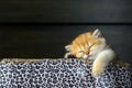 British Shorthair kittens The golden pose is cute and sleepy, the cat is sleeping in a box with a leopard pattern Royalty Free Stock Photo