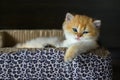 British Shorthair kittens The golden pose is cute and sleepy, the cat is sleeping in a box with a leopard pattern. Royalty Free Stock Photo