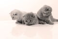 British Shorthair kittens white background, isolated Royalty Free Stock Photo