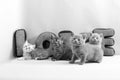 British Shorthair kittens and love Royalty Free Stock Photo