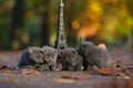 British Shorthair kittens and Tour Eiffel Royalty Free Stock Photo